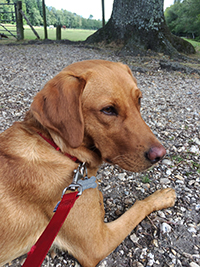 fox red labrador